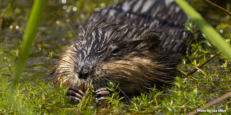 Muskrat 2025 Trapping Season Extended in Select Maryland Counties